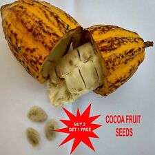 Semi di cacao / semi di cacao