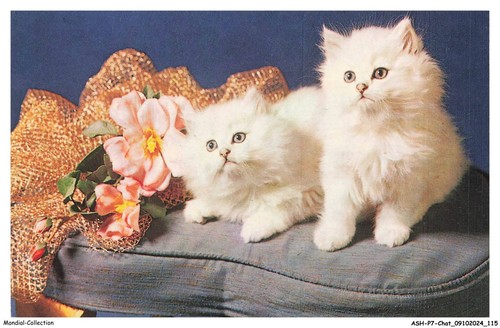 Ashp7 0434 chat - -, gatti