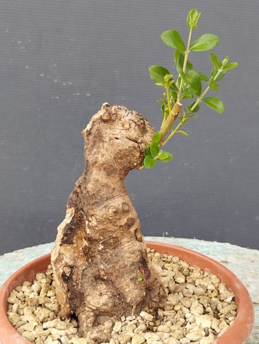 Bonsai olivastro 20x10cm - olivastro, in