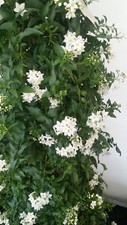 Pianta di Solanum Jasminoides