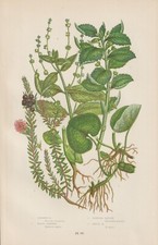 1905 Haselwurz Krähenbeere