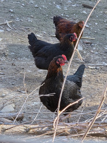 Black copper maran - copper,