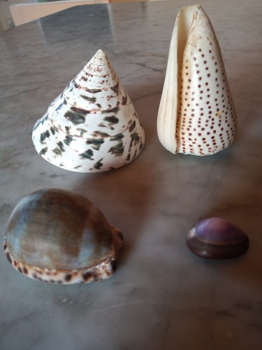 Lotto conchiglie conus - lotto, 4