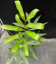 Zamia variegata WYSIWYG