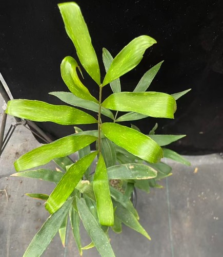 Zamia variegata wysiwyg - variegata,