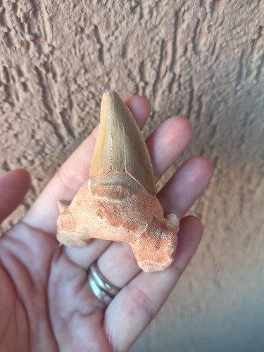 Fossili grande dente di - fossili, *