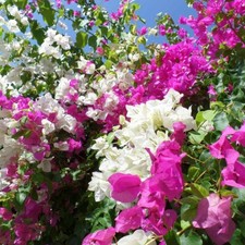 Buganville "Bougainvillea" 3 piante rampicanti in vaso ø9 cm COLORI MISTI