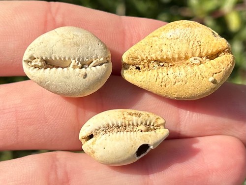Francia gastropodi fossili