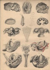 Stampa antica ANATOMIA