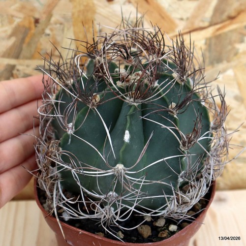 Astrophytum capricorne vaso - astrophytum, 12