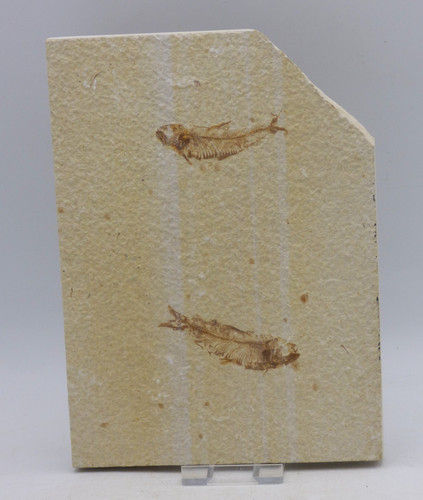 Fossil knightia fish pair - fossil,