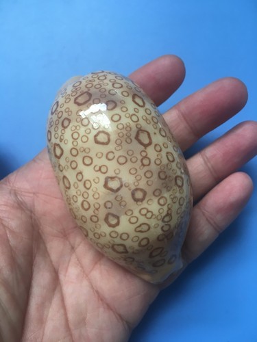 Cypraea argus f - |, f+++