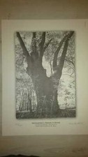 Cesare Mor Stabilini ALBERI MONUMENTALI DELLA PROVINCIA DI BRESCIA 6 LITOGRAFIE