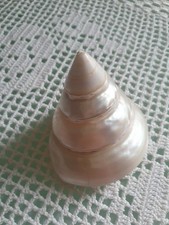 CONCHIGLIA VINTAGE  IN