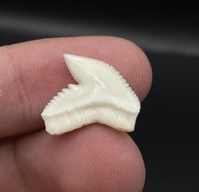 Grande dente di squalo tigre