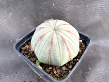 EUPHORBIA OBESA CACTUS PIANTE GRASSE AGAVE SUCCULENTE 7432