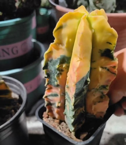 Astrophytum myriostigma