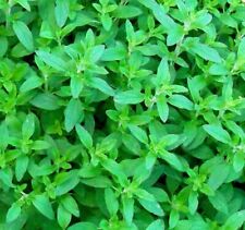 1500 Semi Origano Comune Origanum Vulgare Oregano Dost Origan Furiégano seeds