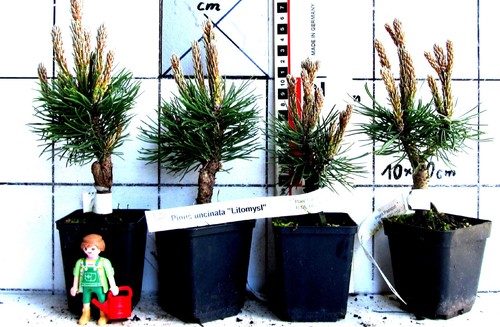Pinus uncinata litomysl - pinus,