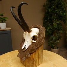 Gamsgeweih Geiß Sl 20,4 CM