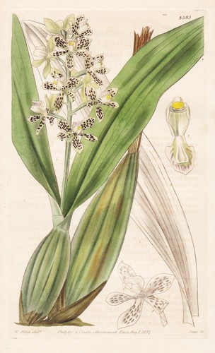 Epidendrum coriaceum guyana - epidendrum,