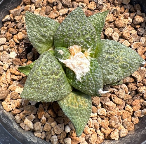 Ariocarpus lloydii godzilla - lloydii, x