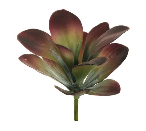 Pianta grassa cotyledon - pianta,