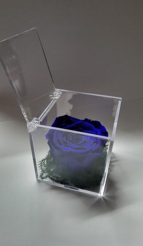 Rosa blu stabilizzata eterna - stabilizzata,