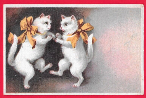 Gatto gatti - -,