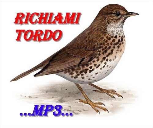 Richiamo per uccelli - , in