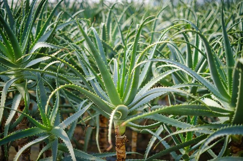 Pianta adulta aloe - pianta,