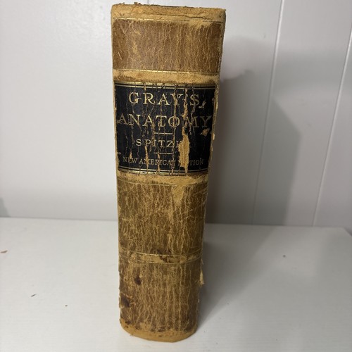 Gray anatomy new - anatomy, american