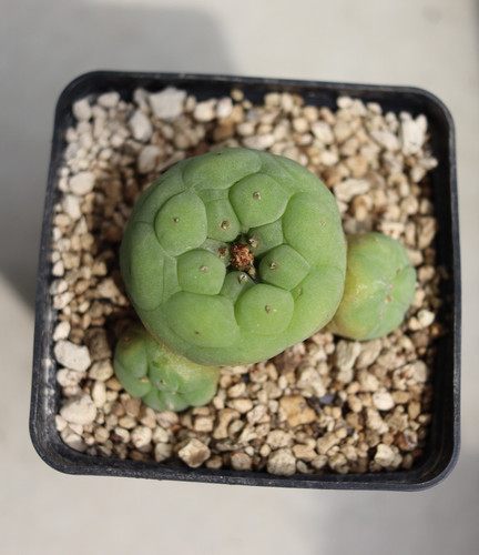 Ariocarpus diffusa cactus - l.,