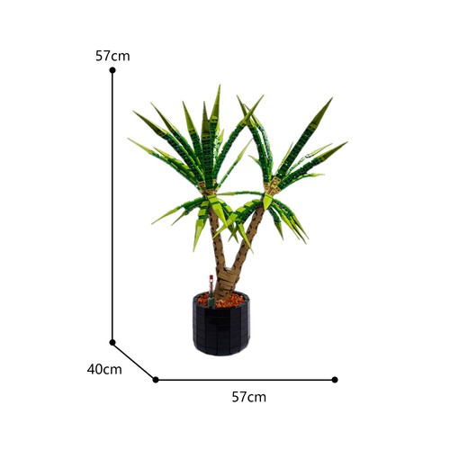 Pianta dracaena marginata - dracaena, /