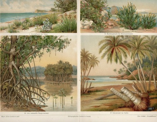 Vegetazione spiaggia - vegetazione,