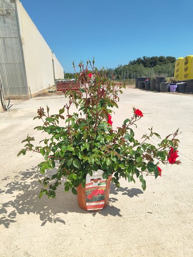 Rosa cantatore vaso 24 - cantatore,