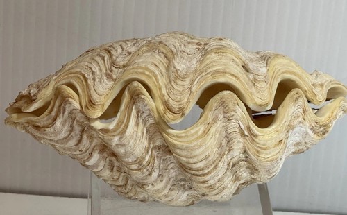 Clam shell tridacna - clam, set