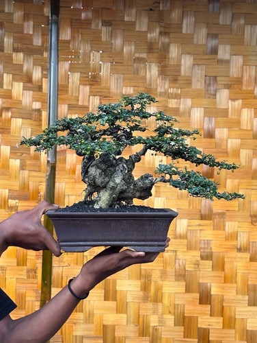 Bonsai carmona retusa - di,
