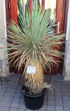 Yucca rostrata x thompsoniana
