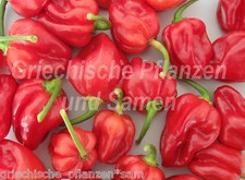 🔥 🌶️ Habanero rosso