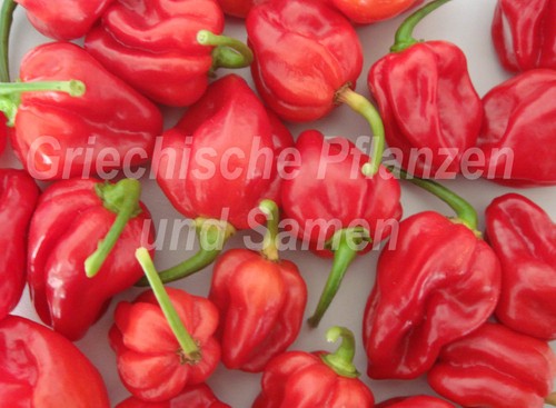 Habanero rosso - 🔥,