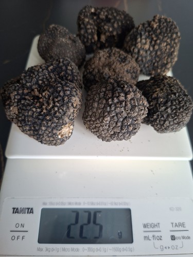 300 tartufo nero aestivum - 300, gr