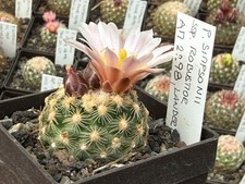 Pediocactus simponii ssp