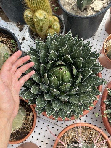 Agave victoriae reginae vaso - victoriae,