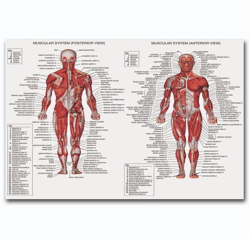 60342 poster stampa - 60342,