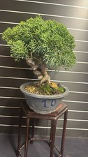 Bonsai Ginepro kishu - n10