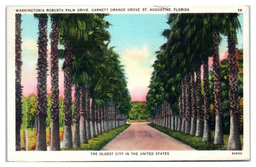 Cartolina washingtonia robusta - cartolina,