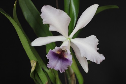 Cattleya mishima elfo oceano - cattleya,