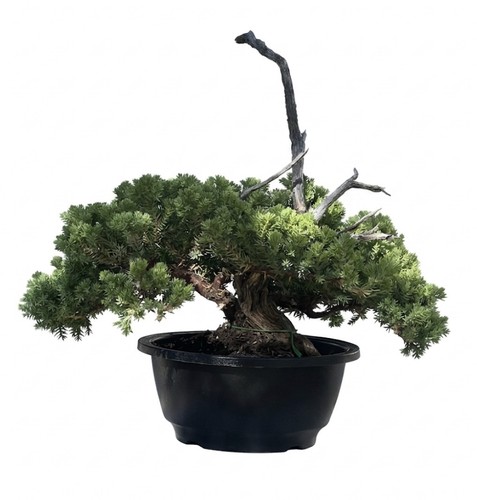 Juniper bonsai masterpiece 9cm - juniper,
