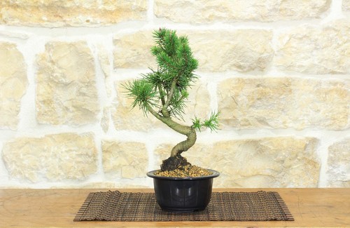 Pre bonsai pino silvestre - pre, di